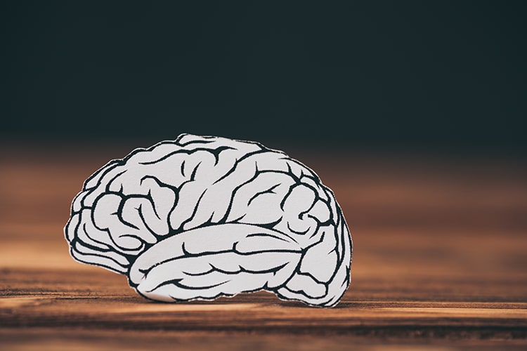 drawing of brain